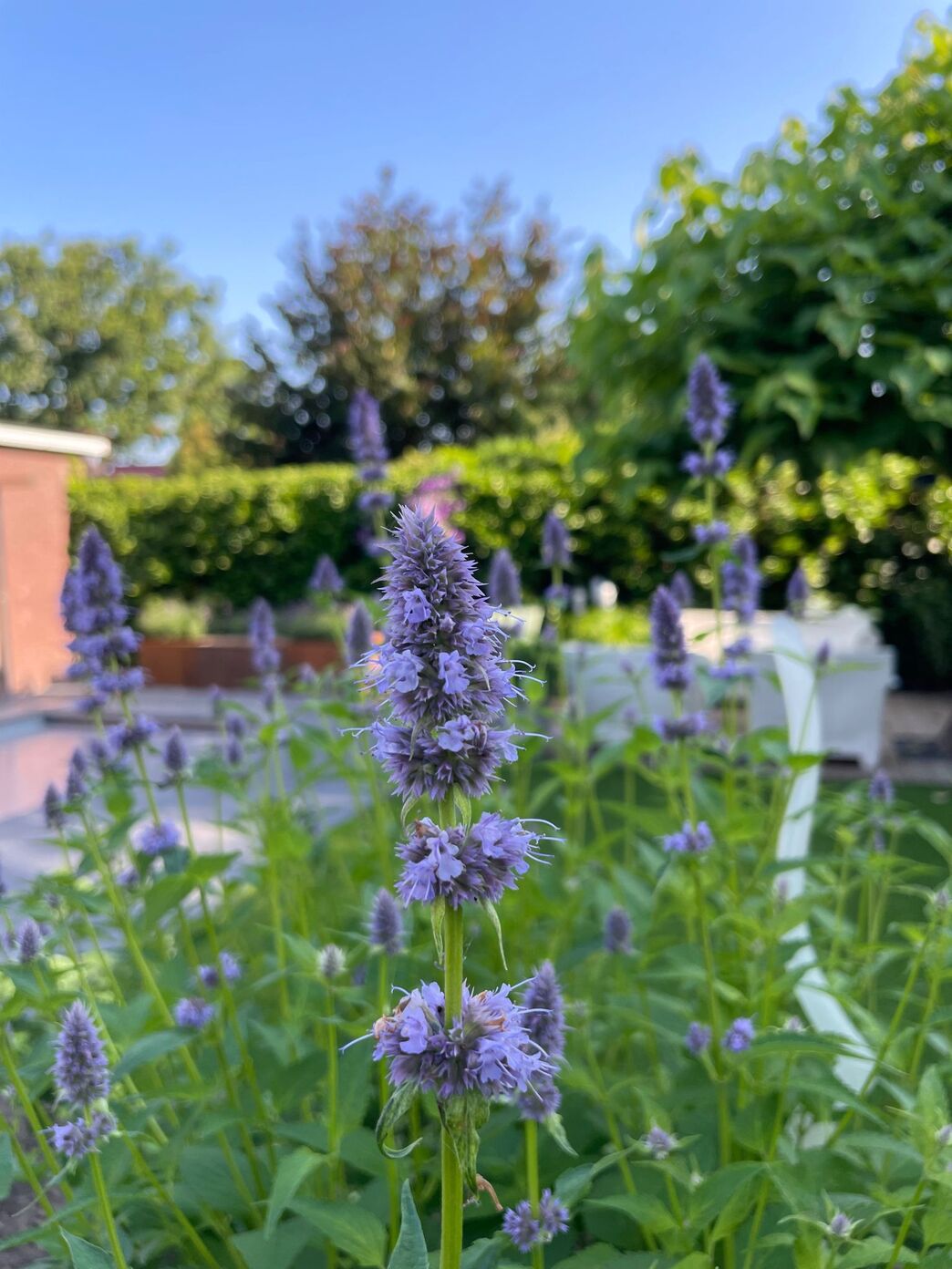 Professioneel tuinonderhoud Utrecht